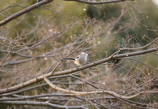 201002091627-DSC09611.jpg