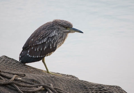 02.09 三ツ池公園