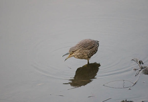 201002091649-DSC09652.jpg