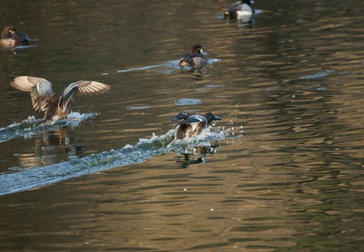201002140736-DSC09756.jpg