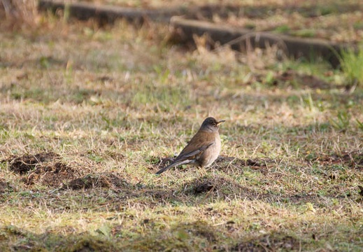 201002140859-DSC09847.jpg