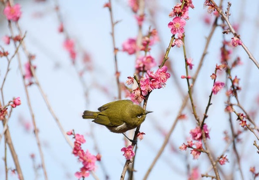201002140901-DSC09871.jpg