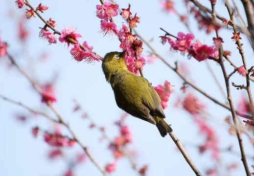 201002140901-DSC09882.jpg