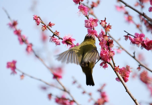 201002140901-DSC09884.jpg