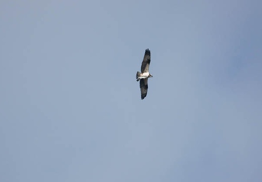 201002140935-DSC09934.jpg