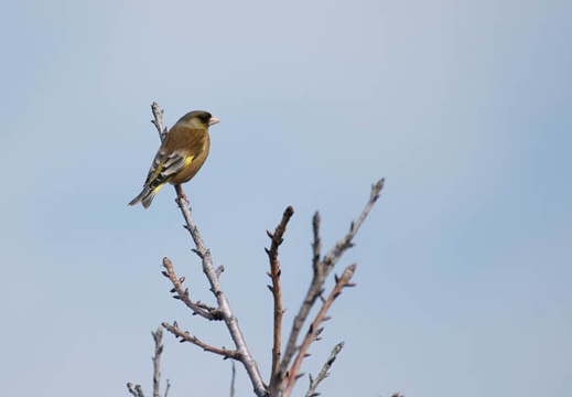 201002140944-DSC09946.jpg