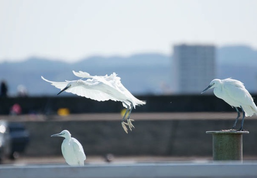 201002141127-DSC09983.jpg