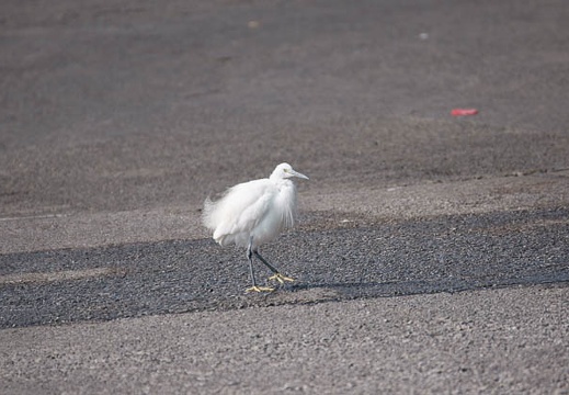 201002141150-DSC00034.jpg