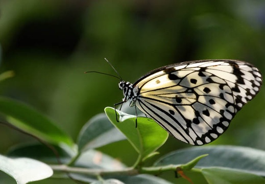 201002141248-DSC00075.jpg
