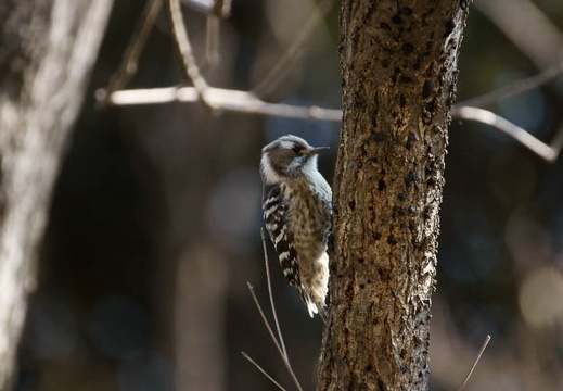 201002201125-DSC00415.jpg
