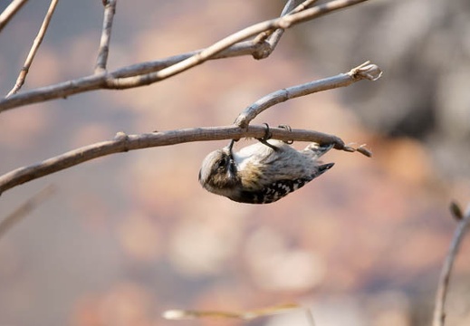 201002201127-DSC00443.jpg