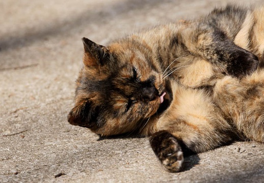 201002201149-DSC00483.jpg