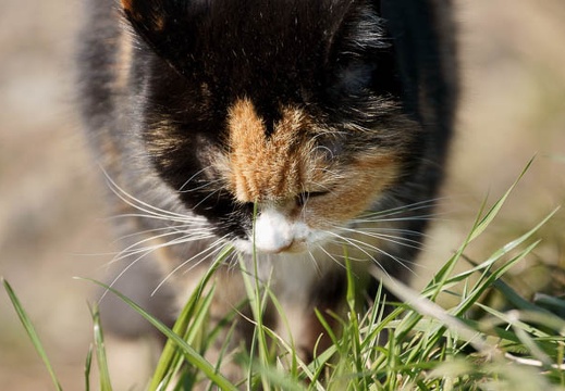 201002201347-DSC00592.jpg