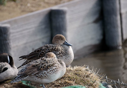 201002210924-DSC00683.jpg