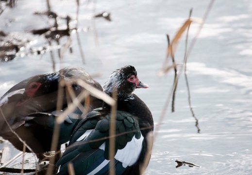 201002210929-DSC00697.jpg
