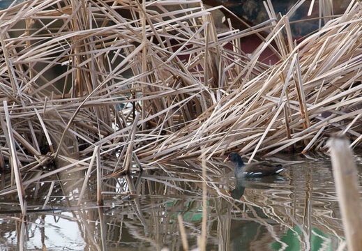 201002210935-DSC00713.jpg