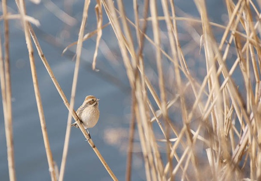 201002210948-DSC00729.jpg
