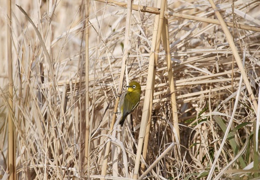 201002210952-DSC00736.jpg
