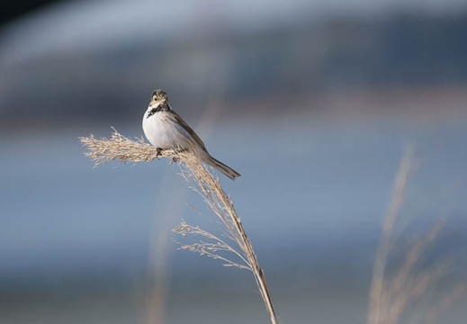 201002210954-DSC00742.jpg
