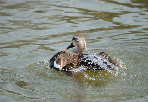 201002231239-DSC00910.jpg