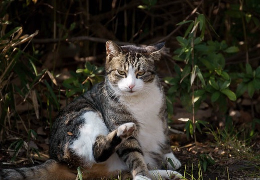 201002231303-DSC00960.jpg