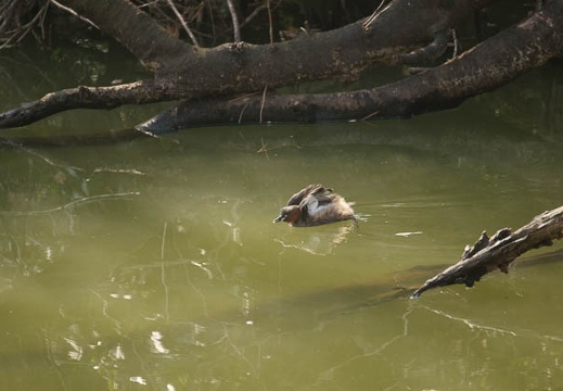 201002231327-DSC00995.jpg