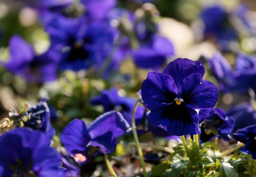 201002231339-DSC01016.jpg