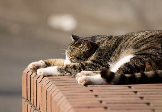 201002231413-DSC01061.jpg