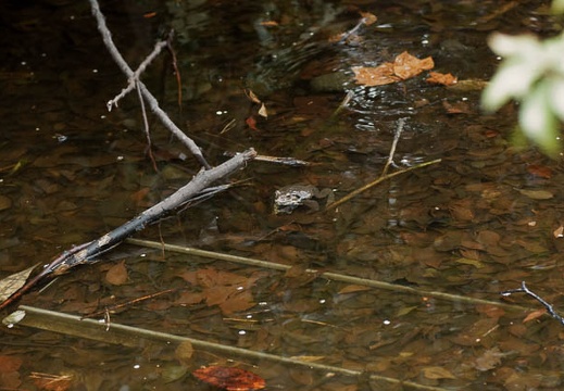201002271346-DSC01396.jpg