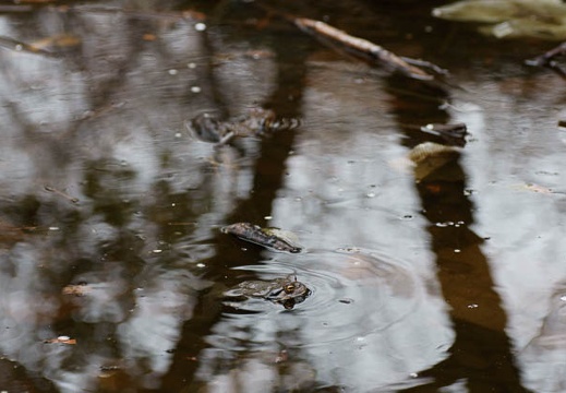 201002271347-DSC01400.jpg