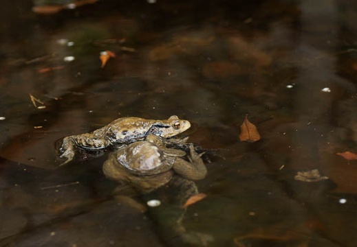 201002271354-DSC01412.jpg