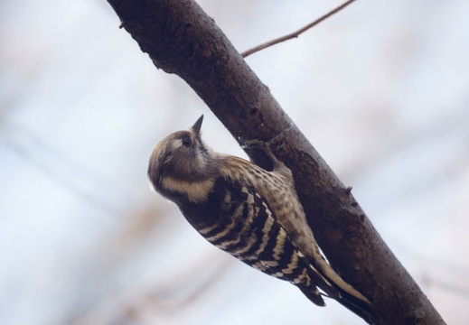 201003051252-DSC01798.jpg