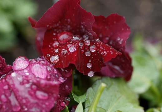 201003071354-DSC02173.jpg