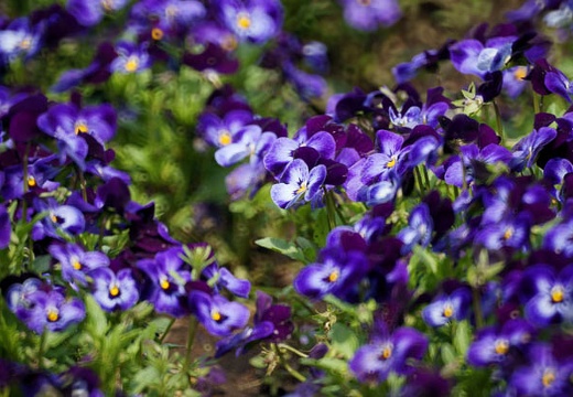 201003181054-DSC03341.jpg