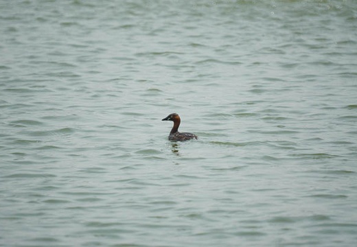 201003181057-DSC03347.jpg