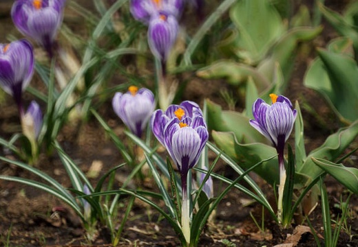201003181058-DSC03350.jpg