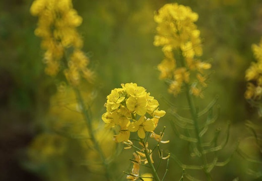 201003181103-DSC03358.jpg