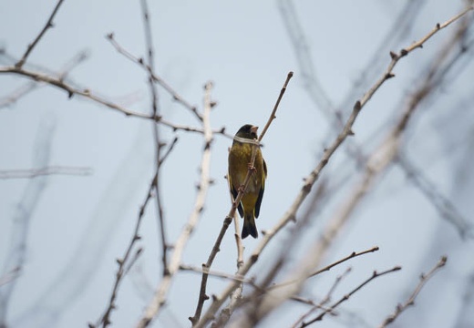 201003181107-DSC03367.jpg