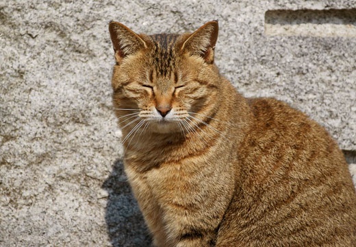 201003191340-DSC03673.jpg