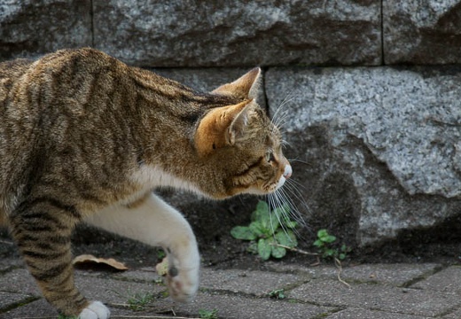 201003191403-DSC03722.jpg