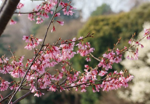 201003200815-DSC03787.jpg