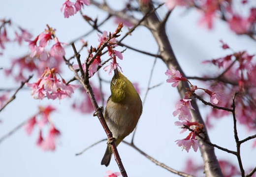 201003200816-DSC03794.jpg
