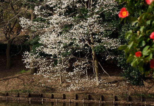 201003200818-DSC03800.jpg