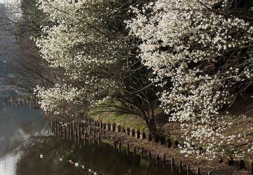 201003200820-DSC03807.jpg