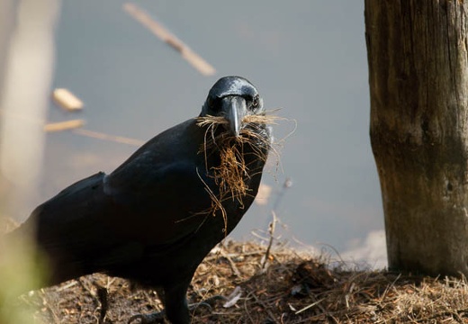 201003200824-DSC03814.jpg