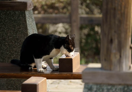 201003200845-DSC03827.jpg