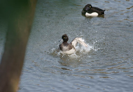 201003200848-DSC03834.jpg
