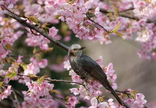 201003200854-DSC03858.jpg