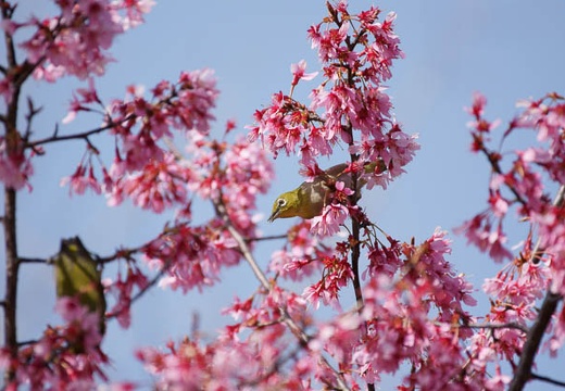 201003200951-DSC03954.jpg