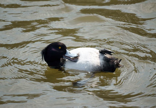 201003201147-DSC04122.jpg